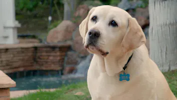 The Dog Who Saved Summer