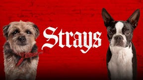 Strays