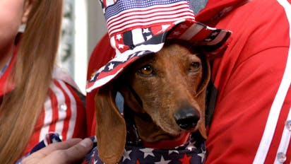 Wiener Dog Internationals