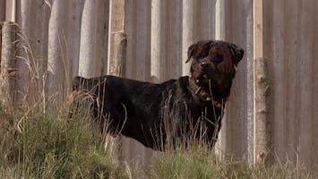 Rottweiler