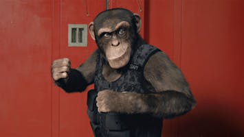 C.I.Ape